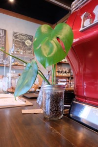 Plant by Espresso Machine at Woodberry Coffee Roasters in Yoga Tokyo Japan